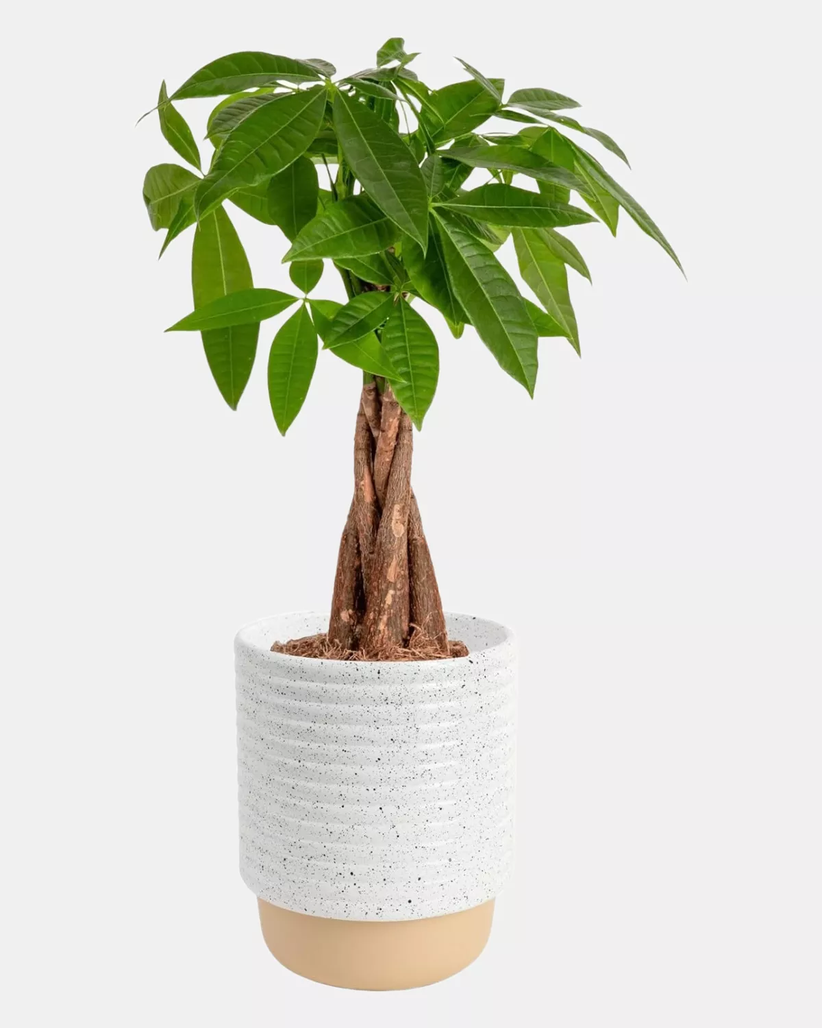 Money Tree Plant